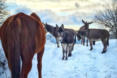 Animali sotto la neve nel Nuorese (foto Cristian Mele - @cristyan8)
