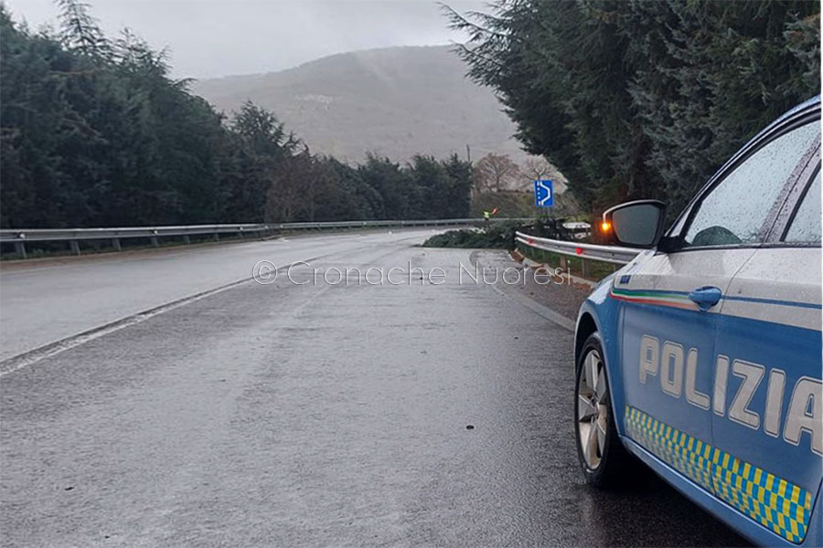 Maltempo. Paura sulla SS 389 per un albero spezzato dal vento