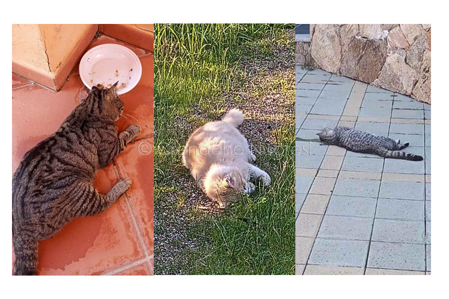 Cani e gatti avvelenati a Cala Liberotto: è caccia all’autore del vile gesto