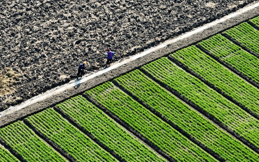 Cina: nel maggior hub produttivo di cotone inizia semina primaverile
