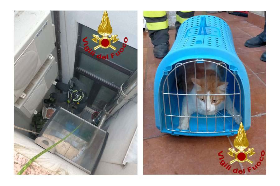 Gattino precipita in un terrazzino: lo salvano i Vigili del Fuoco