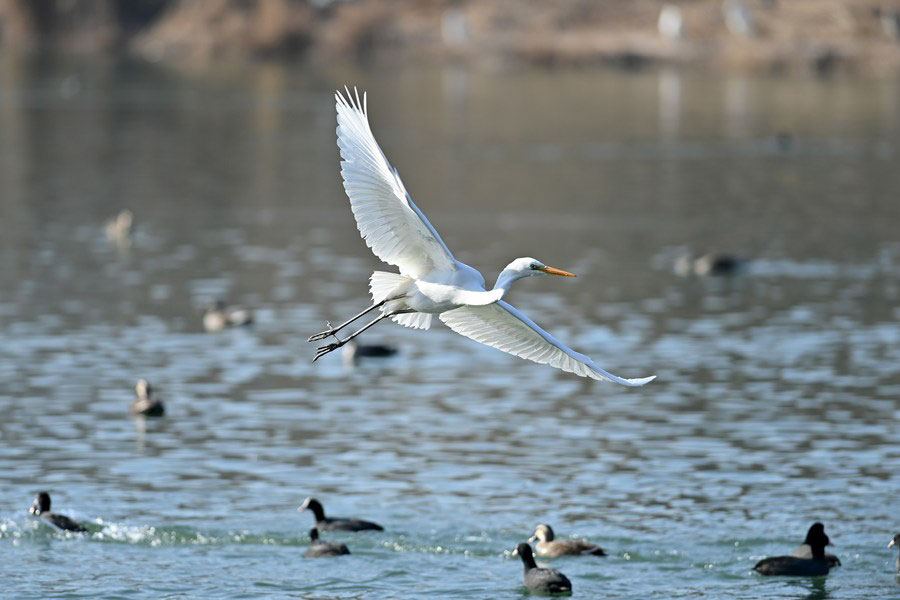 Cina: uccelli migratori si trasferiscono lungo il fiume Fenhe