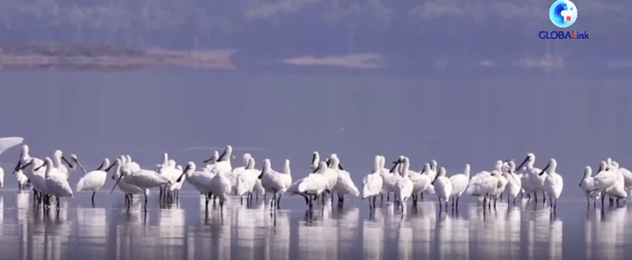 Cina: misure di conservazione ripristinano un paradiso per uccelli