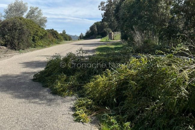 Alberi danneggiati dal vento