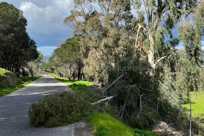 Alberi danneggiati dal vento