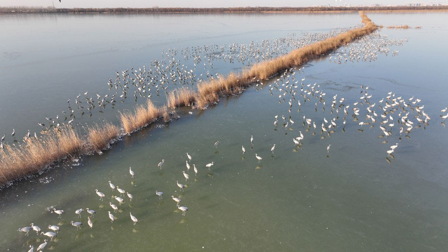 Cina: lago Hengshui, arrivano uccelli per la migrazione annuale