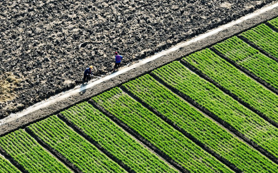 Cina: importati materiali per agricoltura da Paesi della Belt and Road