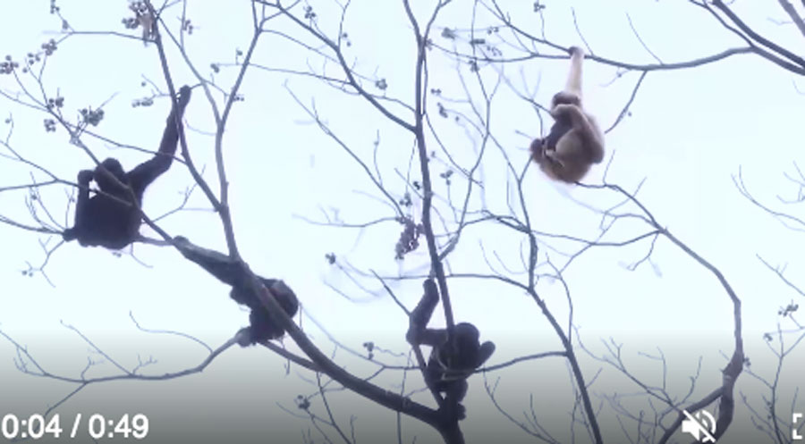 Cina: gibboni dal ciuffo occidentali avvistati nello Yunnan –  VIDEO