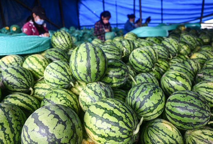 Cina: frutta e verdura entrano nella stagione del raccolto nell’Hainan