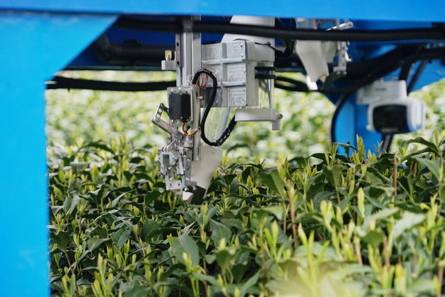 Cina: Zhejiang, robot raccoglie tè Longjing in una piantagione