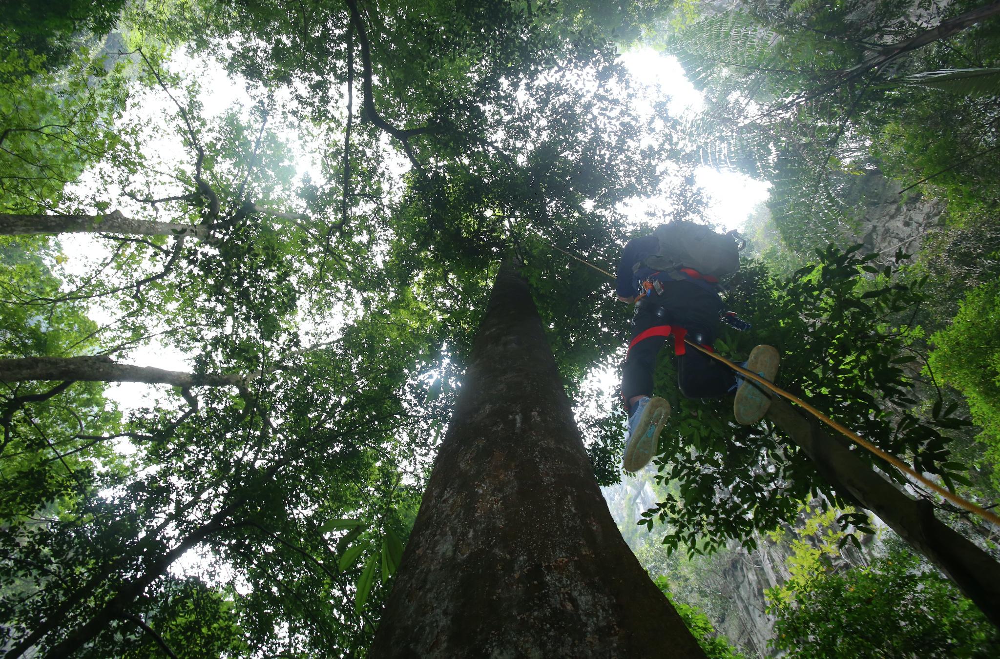 Cina: Guangxi, misurazioni dell’albero più alto nel paesaggio carsico