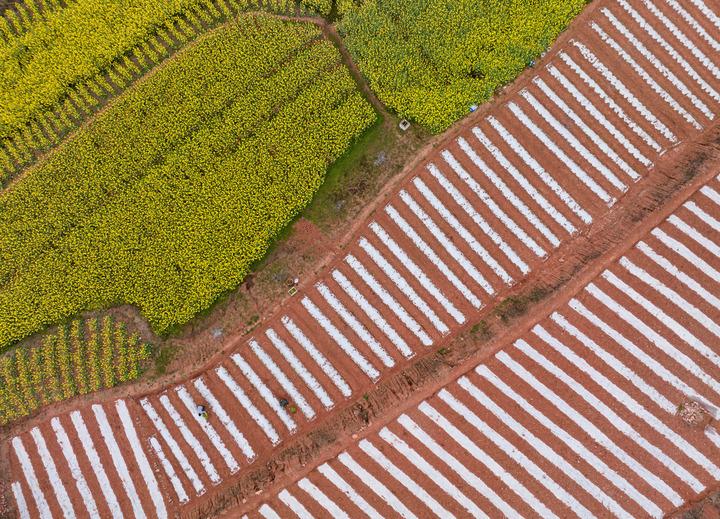 Cina: terreni coltivati nella contea di Rongxian, nel Sichuan