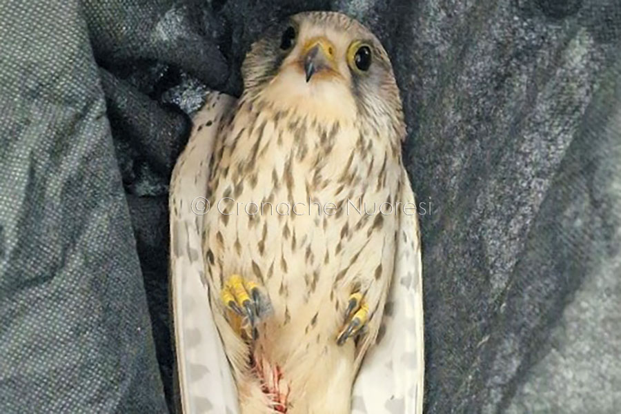 Nuoro. Gheppio in difficoltà salvato da morte certa dai Carabinieri