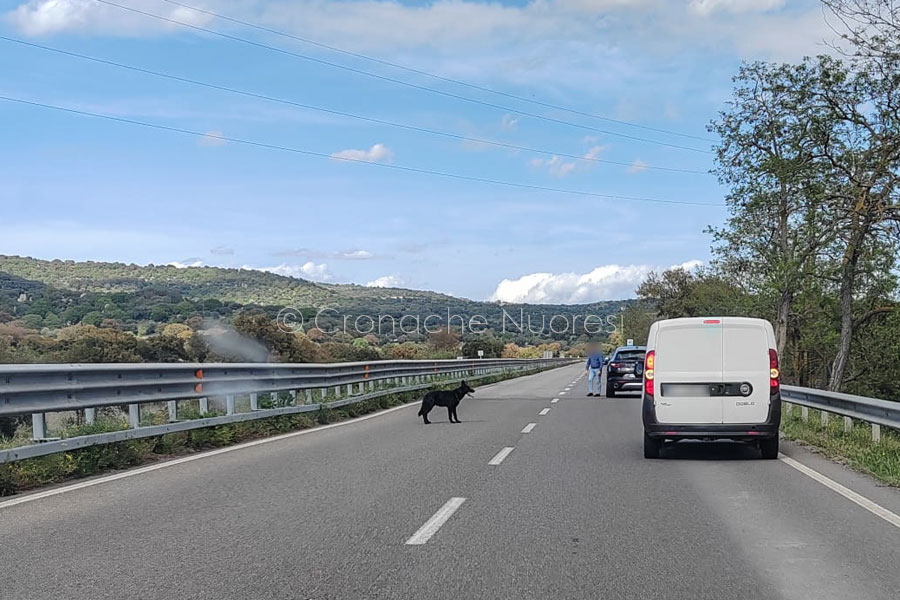 Nuoro. Paura sulla 131 DCN per un pastore tedesco che vaga impaurito sulla carreggiata