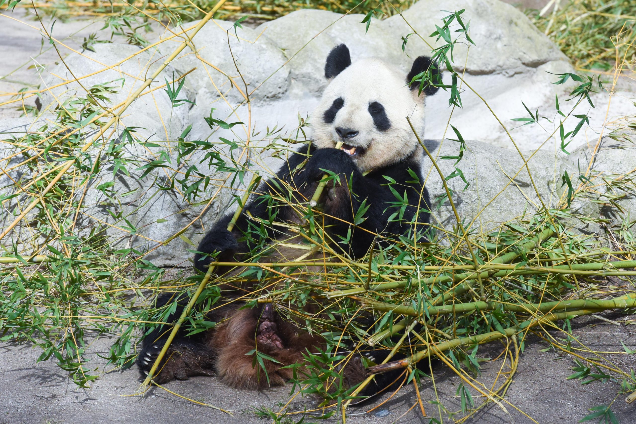 Corea del Sud: il panda gigante Fu Bao tornerà in Cina