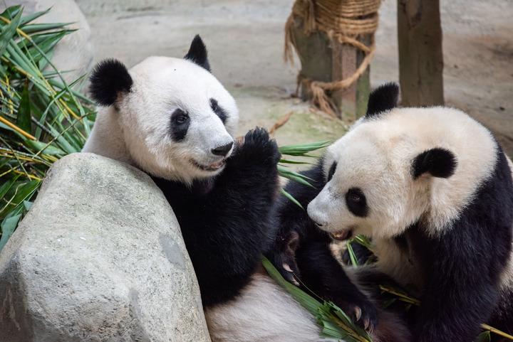 Cina: custodi di panda giganti a Hong Kong