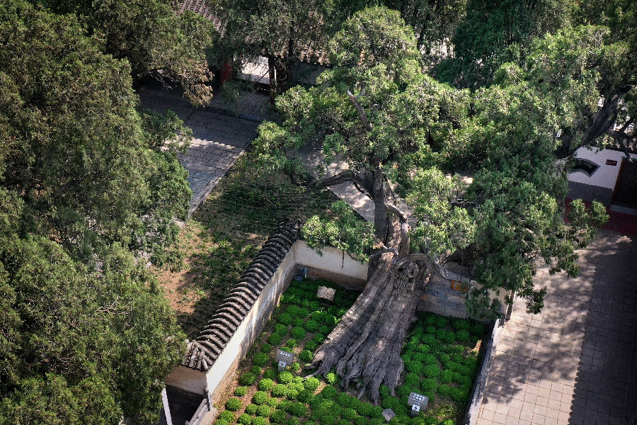 Cina: repressione di reati ambientali salva 530 alberi antichi, rari