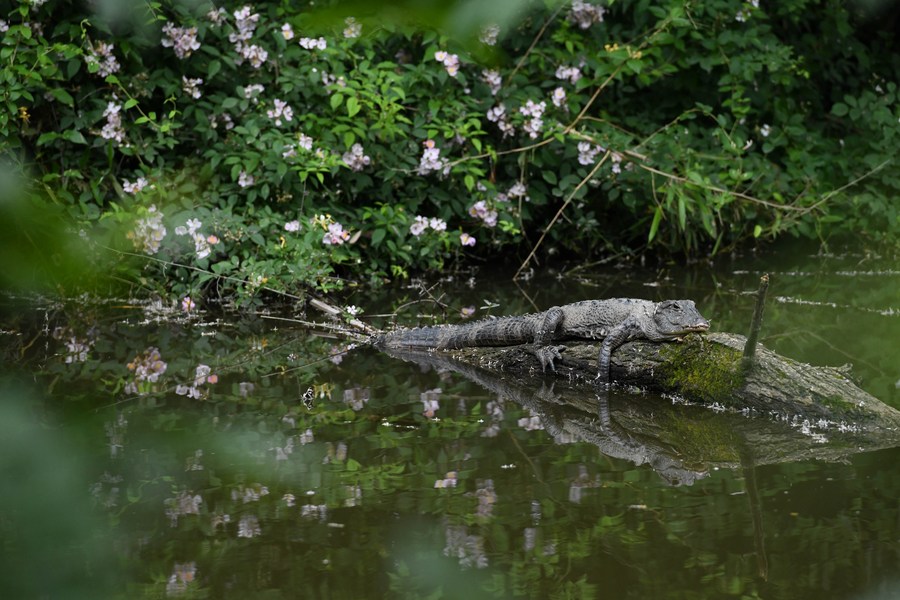 Cina: in corso indagine completa per esplorare vita alligatori Yangtze