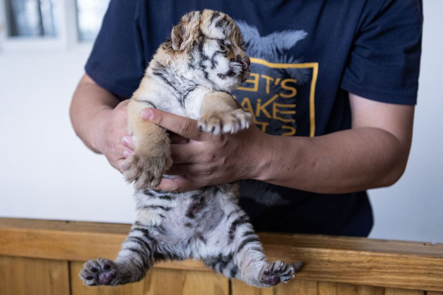 Cina: 2023, nati oltre 10 cuccioli di tigre siberiana in base di allevamento (3)