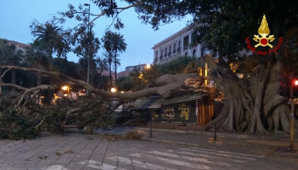 Paura a Cagliari. Ficus secolare crolla e distrugge un’edicola e due auto