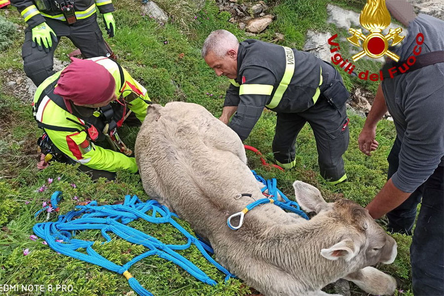 Mucca scivola in un dirupo a Punta La Marmora: interviene l’elicottero dei Vigili del fuoco