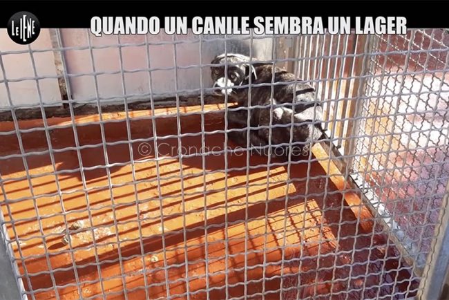 Un frame del servizio delle Iene sul canile Croce Blu di Nuoro.