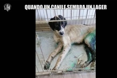 Un frame del servizio delle Iene sul canile Croce Blu di Nuoro