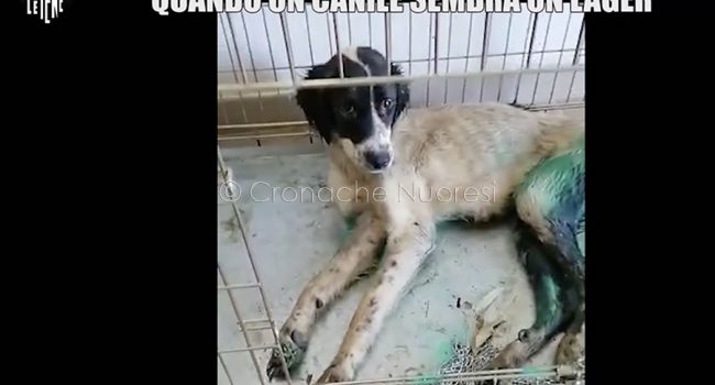 Un frame del servizio delle Iene sul canile Croce Blu di Nuoro