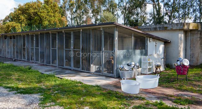 Uno scorcio del canile di Nuoro (foto S.Novellu)