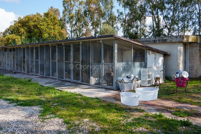 Uno scorcio del canile di Nuoro (foto S.Novellu)