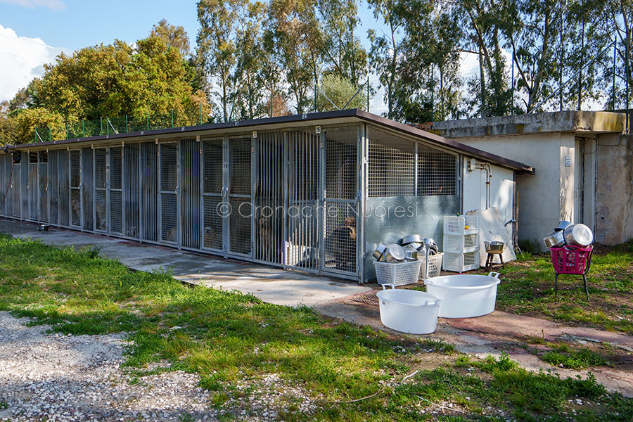 Nuoro. In Procura una denuncia per la chiusura del canile Croce blu. 37mila le firme e un istanza per sindaco e prefetto