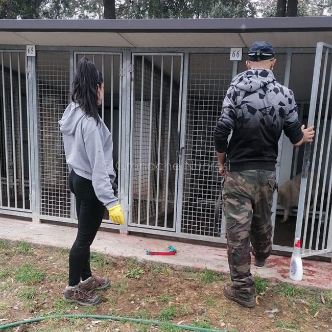 Volontari al lavoro al canile di Nuoro
