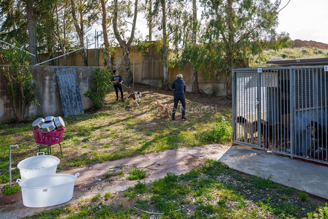 Volontari al lavoro al canile di Nuoro (foto S.Novellu)