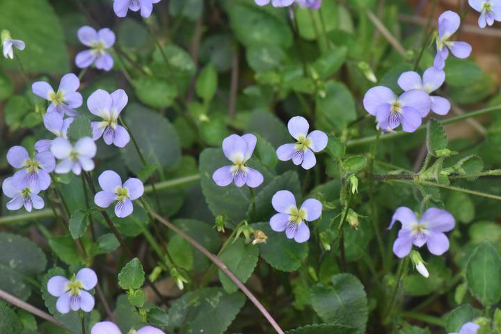Cina: nuova specie di Viola scoperta nel Guangdong