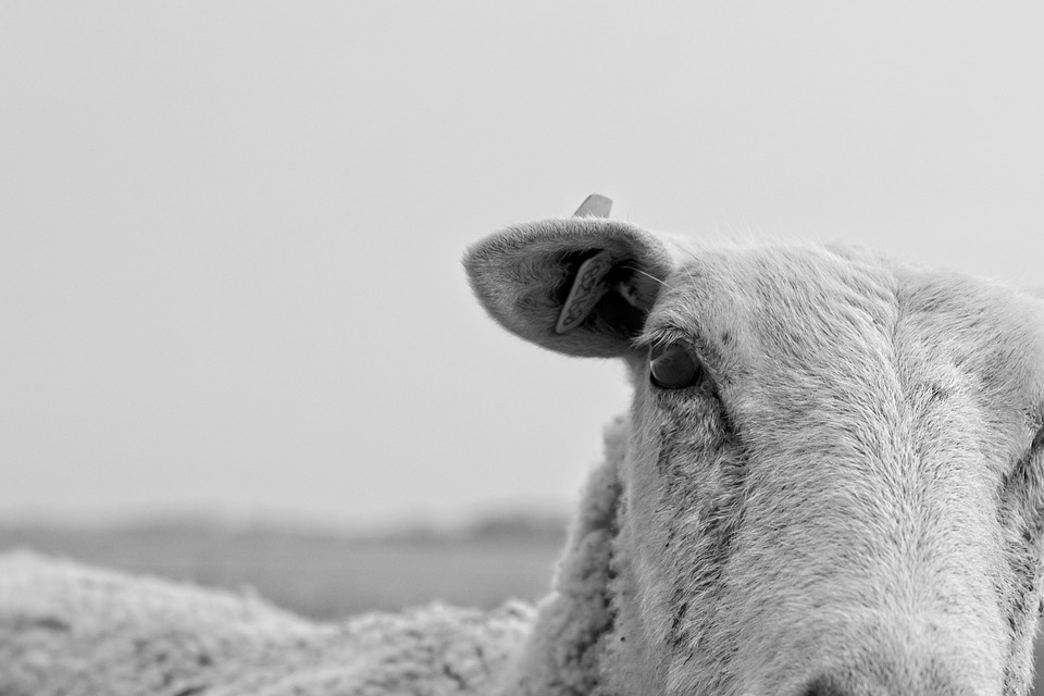 Intimidazione. Pecora sgozzata davanti a una casa in centro: stamattina la macabra scoperta