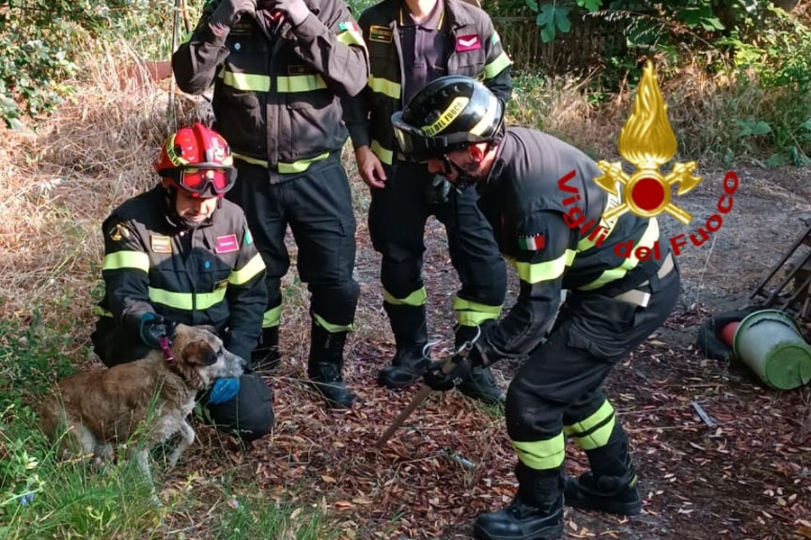 Cagnolino precipita in un vascone e non riesce a uscire: lo salvano i Vigili del fuoco