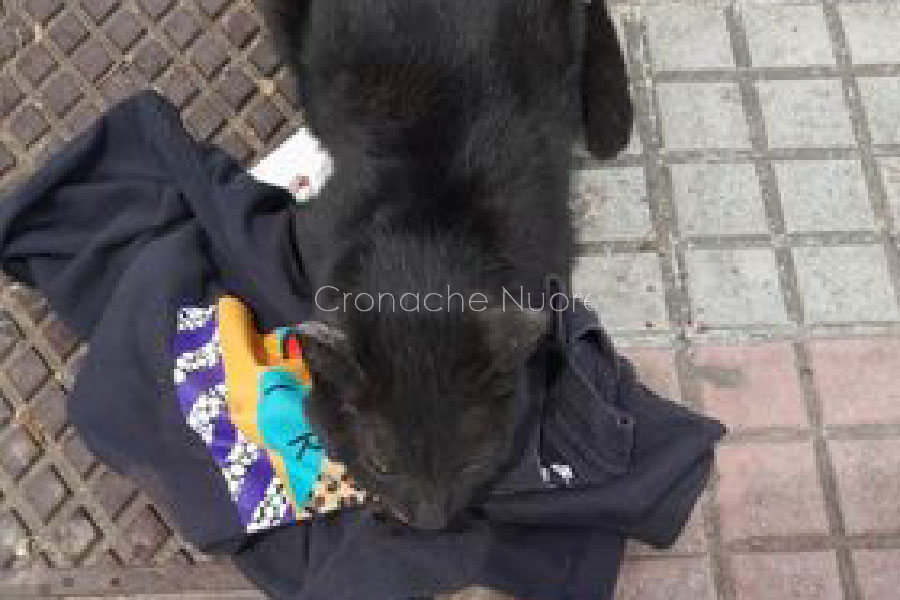 Nuoro. “Hanno investito un gatto: ho contattato associazioni e Forze dell’ordine ma nessuno si è presentato”