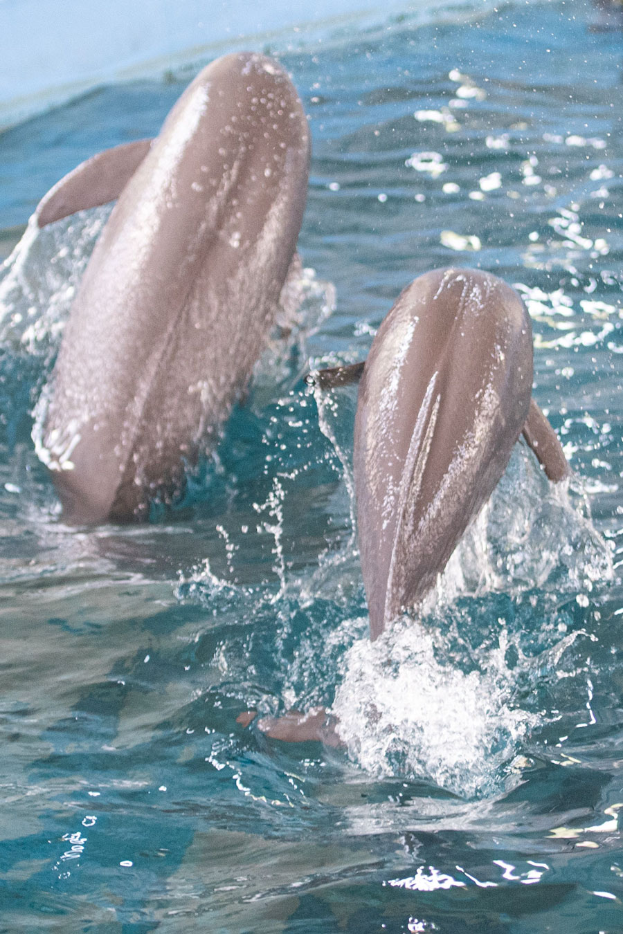 4416656_cina-neofocena-dello-yangtze-compie-gli-anni-a-wuhan-1