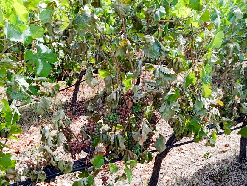 Il caldo record mette a rischio la vendemmia a Nuoro e in Ogliastra