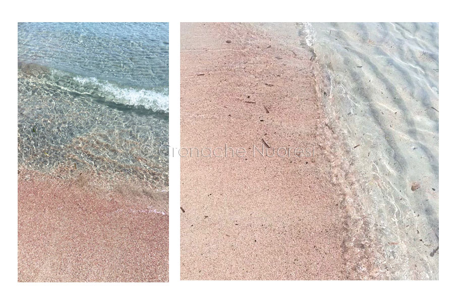 Il litorale di Orosei si tinge di rosa grazie ai depositi di Miniacina miniacea