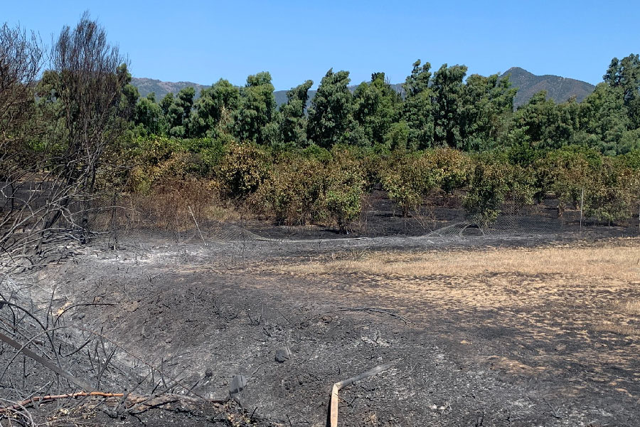 Coldiretti Sardegna. Agricoltura in ginocchio per gli incendi: centinaia di ettari in fumo tra foraggi e agrumeti