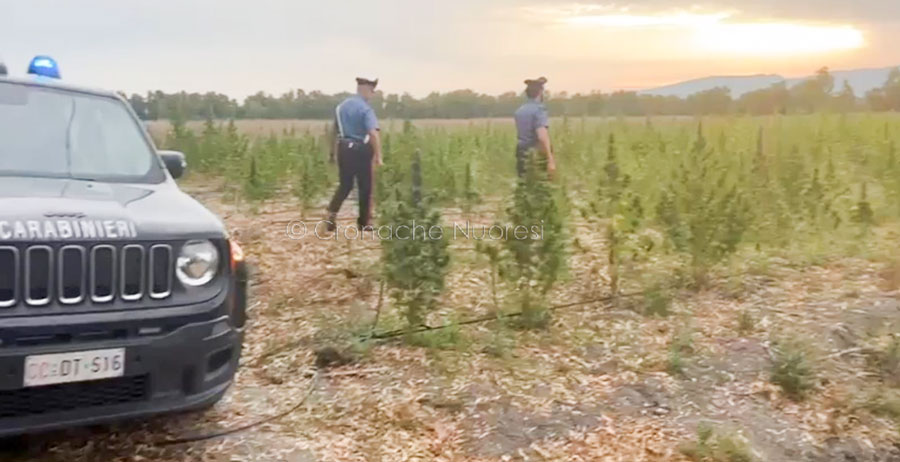Maxi piantagione di marijuana: in manette 18enne sorpreso a irrigare oltre 3mila piante – VIDEO