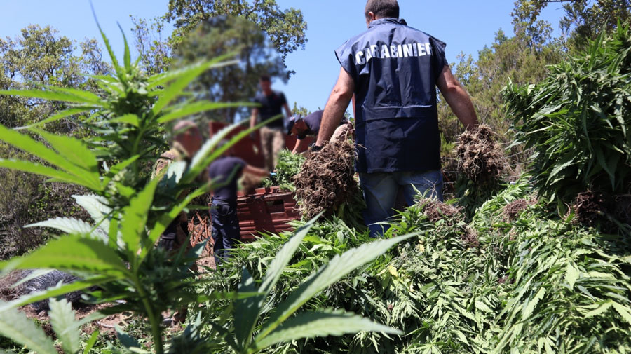 Fonni. 120 chili di marijuana nascosti in un piccolo capanno di montagna: nei guai un allevatore