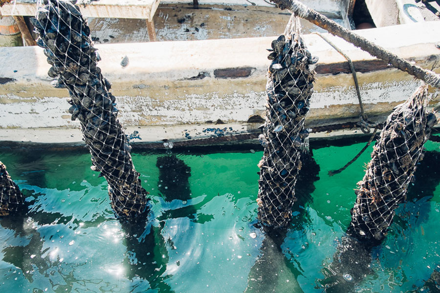 Grappoli di cozze di Olbia