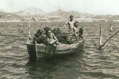 La pesca delle cozze a Isola Manna