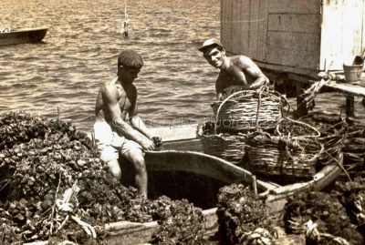 La pesca delle cozze a Olbia
