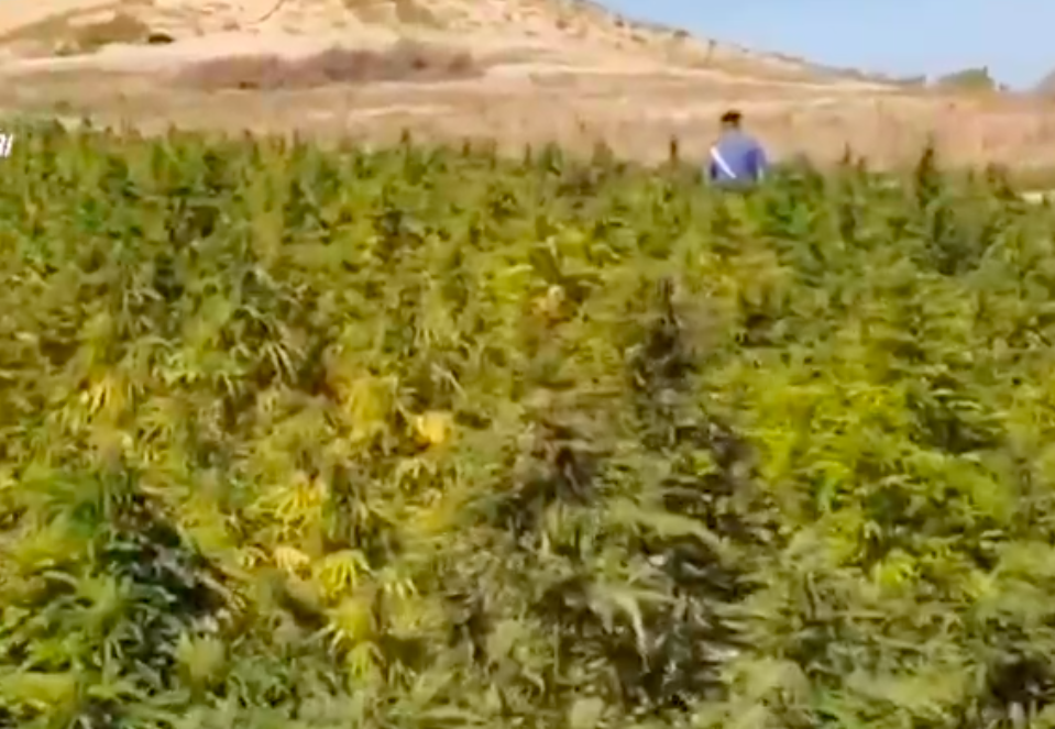 2 Ettari con 3mila piante di marijuana: sequestrata mega piantagione da 10 milioni di euro – VIDEO