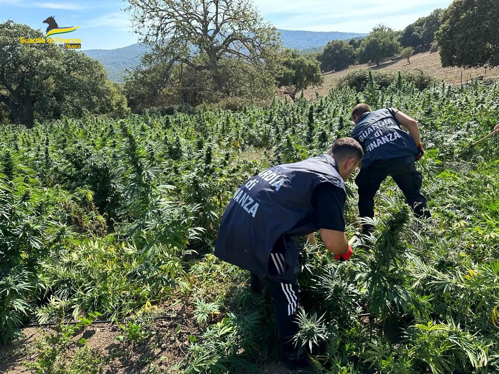 La Guardia di Finanza di Nuoro scova due piantagioni con oltre 2mila piante di marijuana