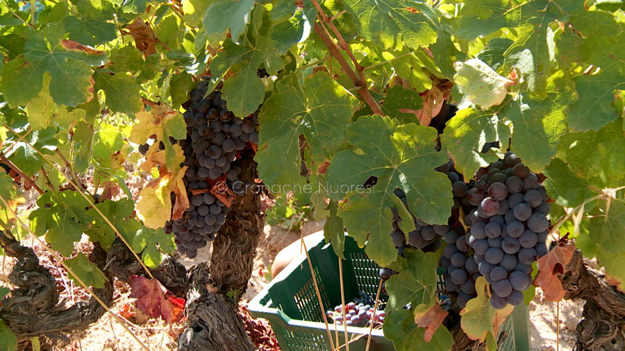 I produttori di olio e vino del Nuorese aprono le porte a giornalisti e influencer