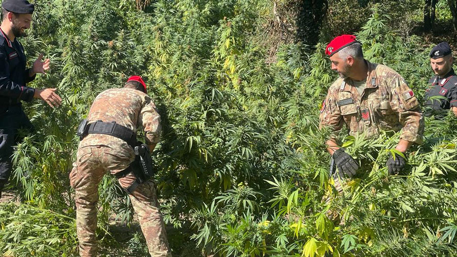 Oltre 3mila  piantine di marijuana ad Arborea: arrestati due giovani di Orune e Bono – VIDEO